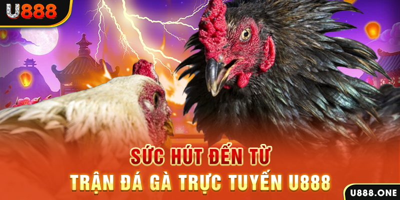 188cm đá gà trực tiếp c1
