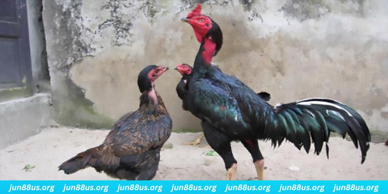 188cm casino hồ tràm có cho người việt vào không